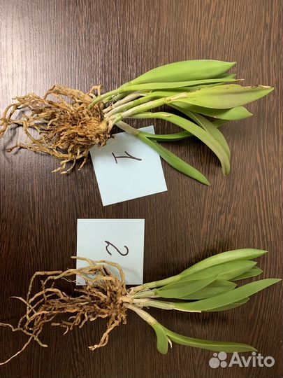 Орхидея каттлея