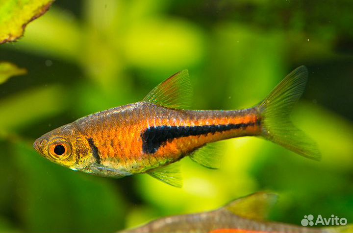 Расбора эспей