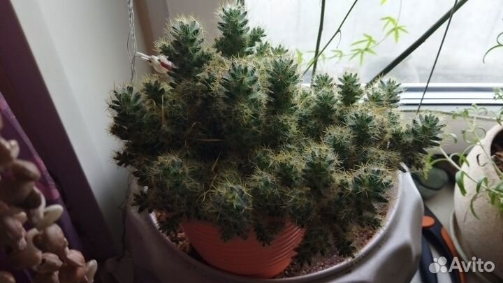 Комнатные цветы кактус юкка драцена спатифиллум