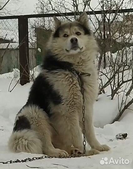 Маламута в добрые руки