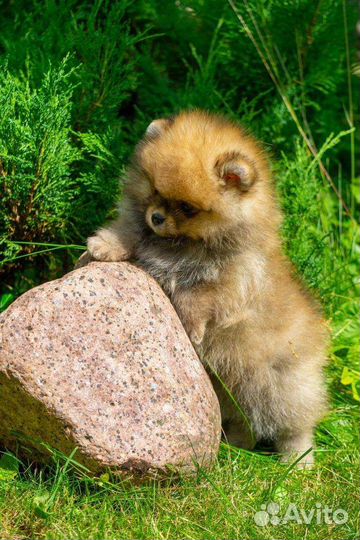 Померанский шпиц медвежьего типа