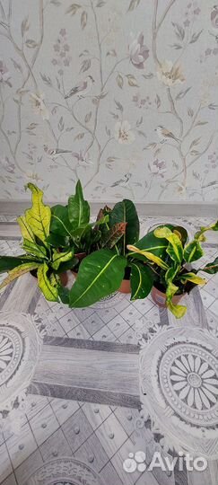 Кодиеум кротон