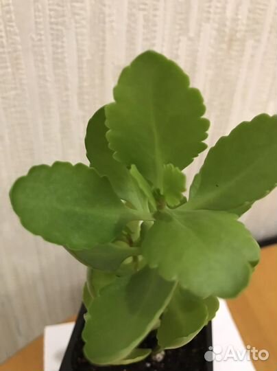 Педилантус,традесканция, традесконция зебрина