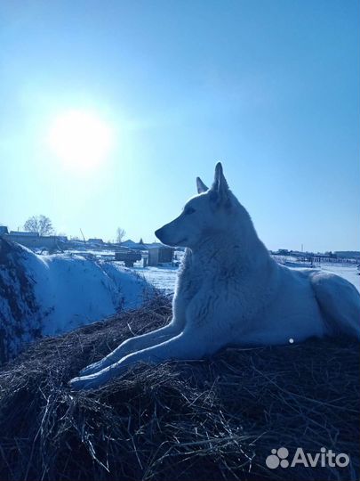 Щенки бесплатно