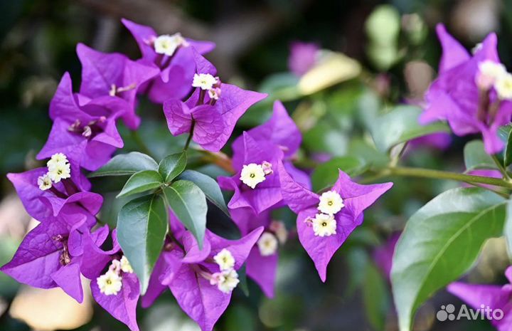 Бугенвиллея