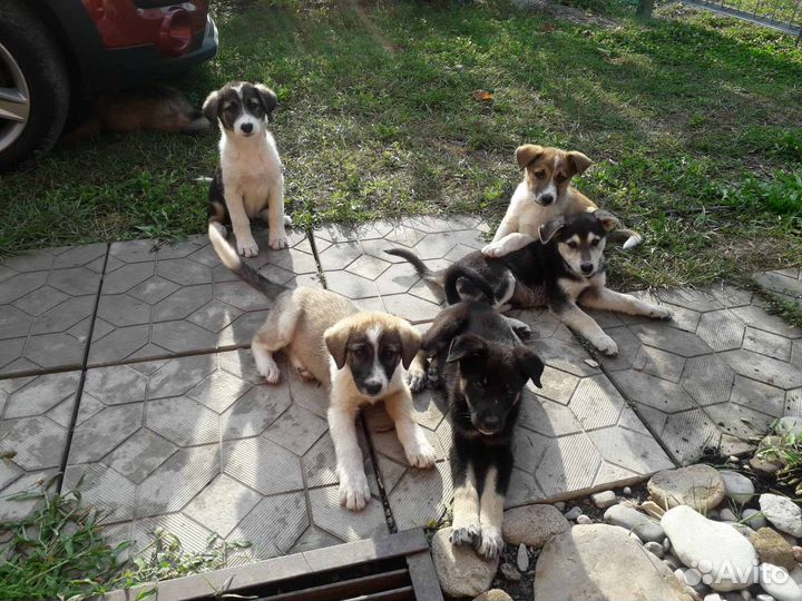 Отдам щенков в добрые руки