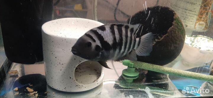 Декор для аквариума домик грот для рыб