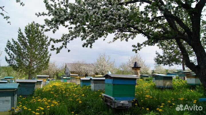 Мёд натуральный, ульи, ловушки, теплое дерево