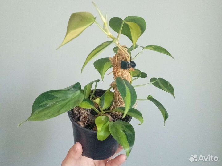 Миканс, Марбл Квин, сц.Пиктус, Бразил, бегМакулата