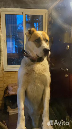 Алабай в добрые руки