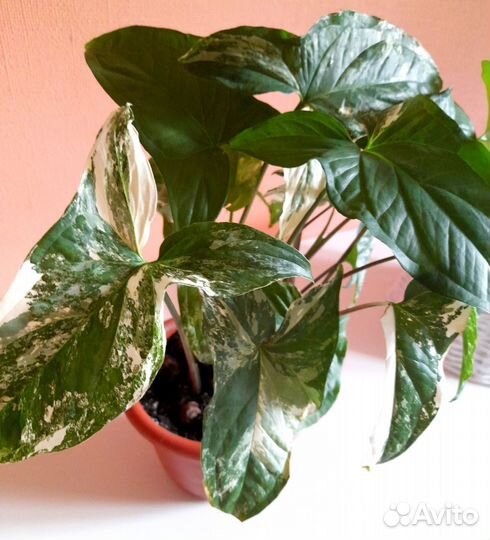 Сингониумы White Butterfly, Imperial White