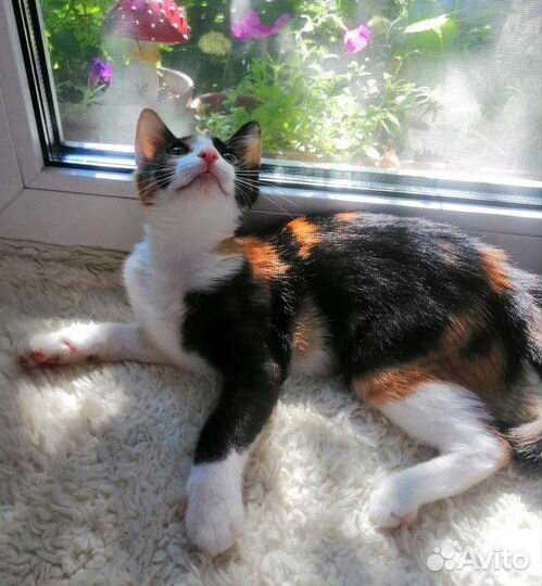 Котенок