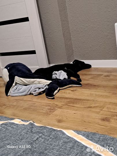 Щенок 5 месяцев