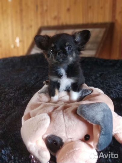 Чихуахуа.Мини мини мальчик