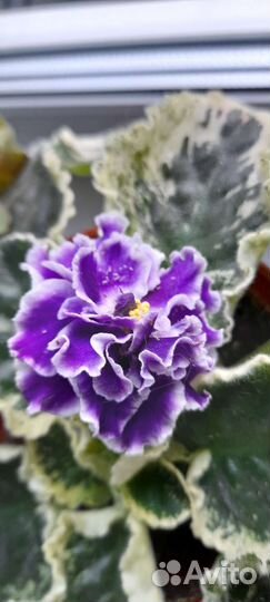 Фиалка детки цена за все