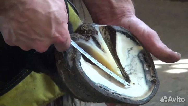 Расчистка и ковка копыт лошадей