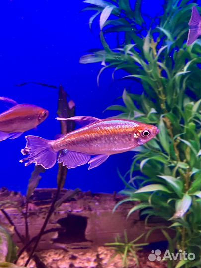 Аквариумные рыбки