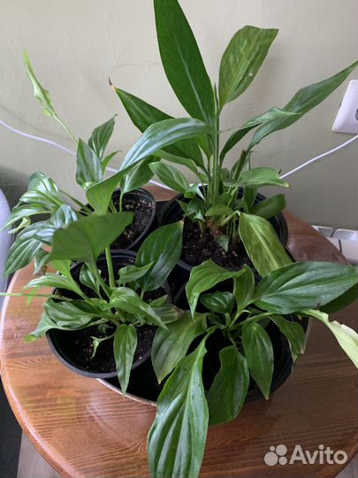 Продам цветы комнатные