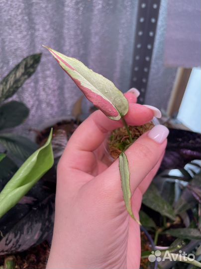 Сингониум OrmNagpum var (Пинк Салмон)