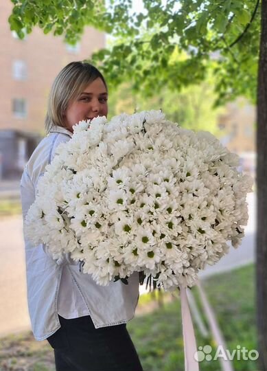Хризантема ромашки букет ромашек