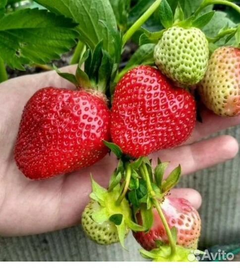 Клубника рассада Джоли