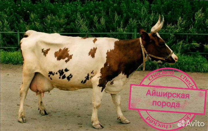 Искусственное осеменение коров и телок