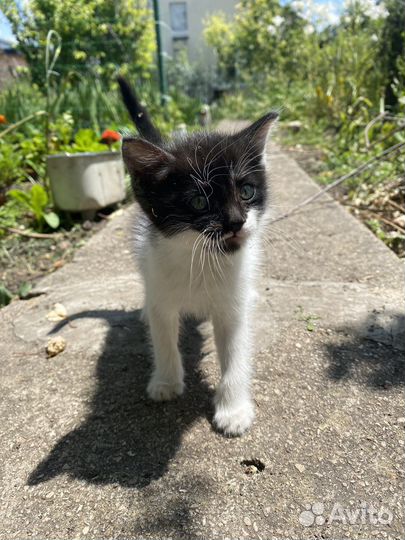 Котенок в добрые руки