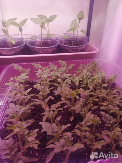 Рассада помидор черри и перцы