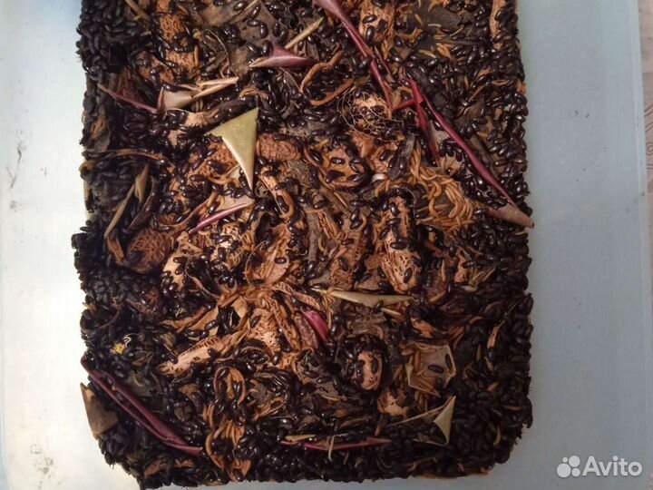 Жук чернотелка,личинки (знахарь)