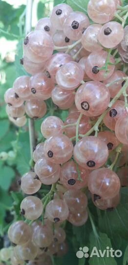 Смородина Шоколадная и др