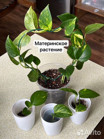 Эпипренум золотистый