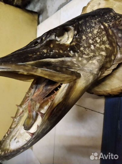 Чучело рыбы