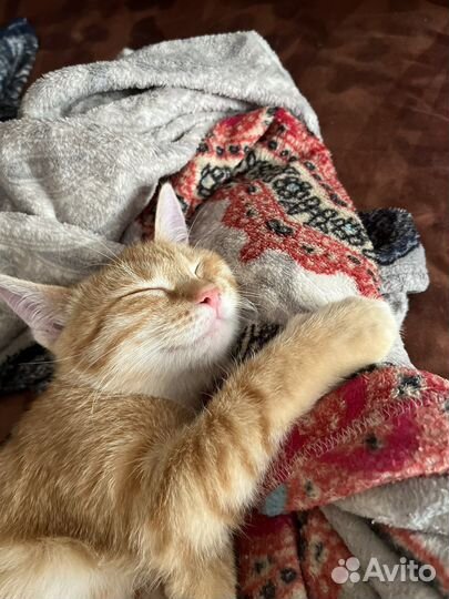 Котик в добрые руки