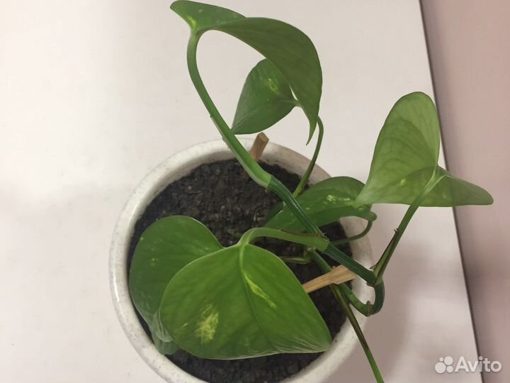 Сциндапсус