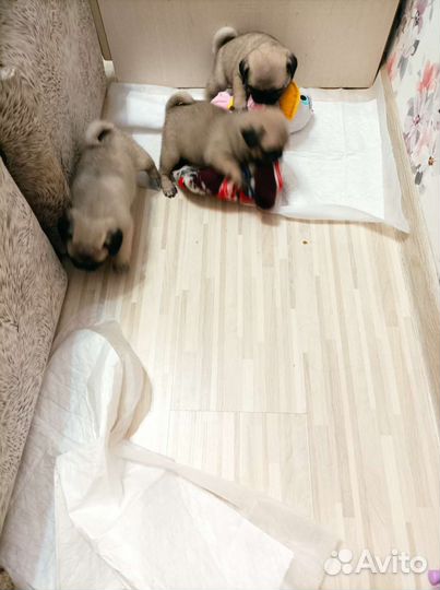 Щенки мопса