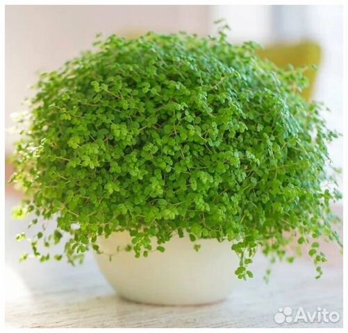 Солейролия зелёный шар