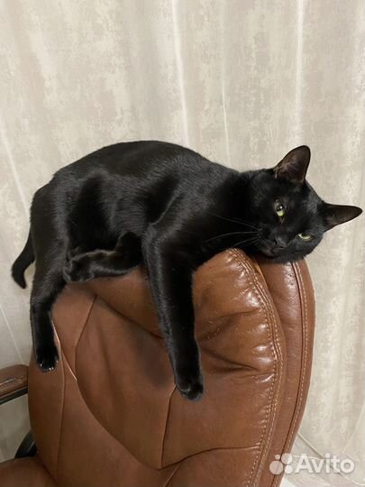 Кот кастрированный