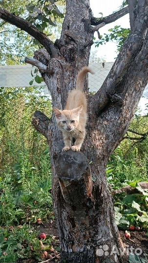 Котик и кошечка