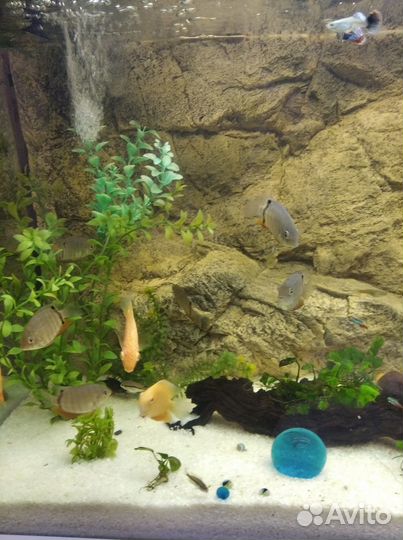 Грунт для аквариума белый