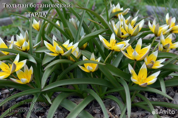 Тюльпаны ботанические (первоцветы)
