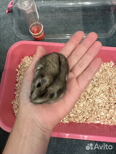 Джунгарский хомяк с клеткой