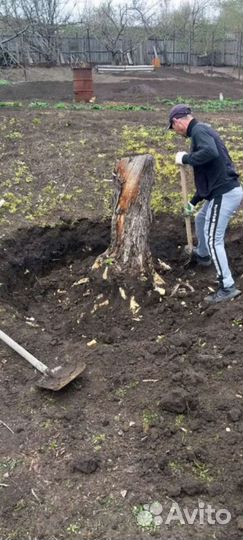 Спил и обрезка деревьев