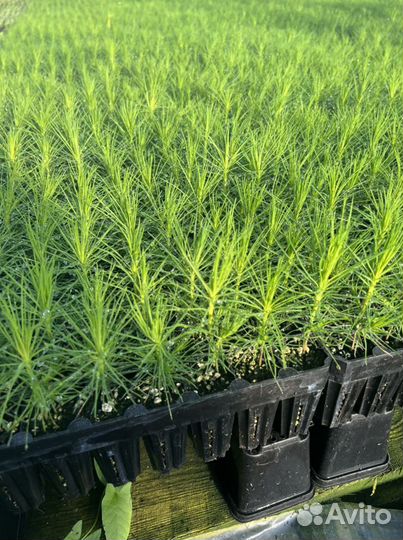 Сеянцы с зкс и окс Сосна Сосны