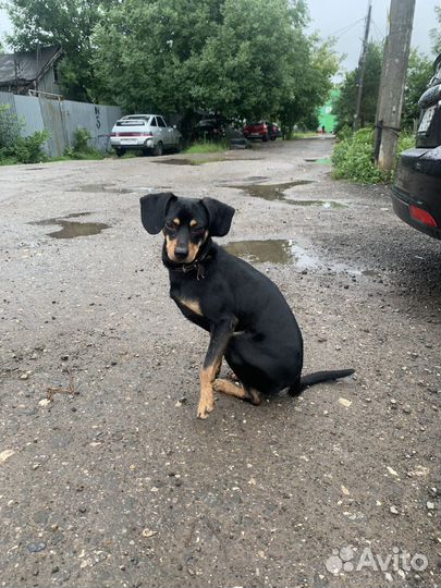 Собака в добрые руки отдам бесплатно