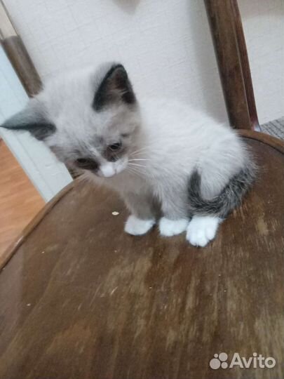 Котенок 2 месяца