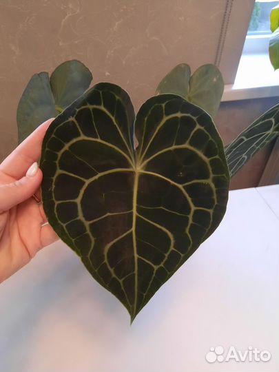 Алоказии, антуриум, филодендрон, сциндапсус