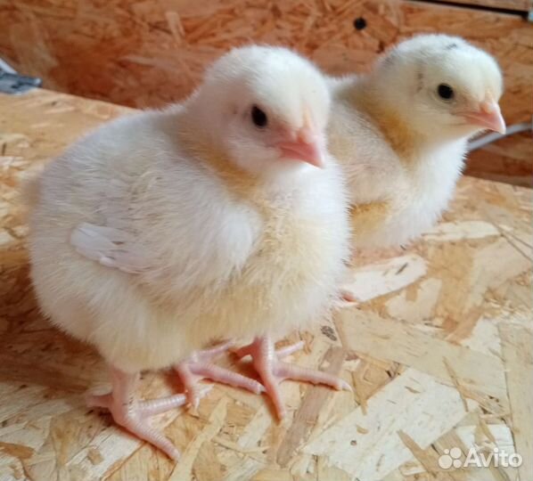 Кобб 500 Испания бройлер цыплята