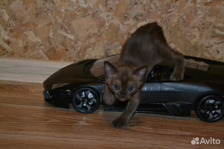 Европейская бурма