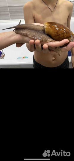 Улитка ахатины 3 года