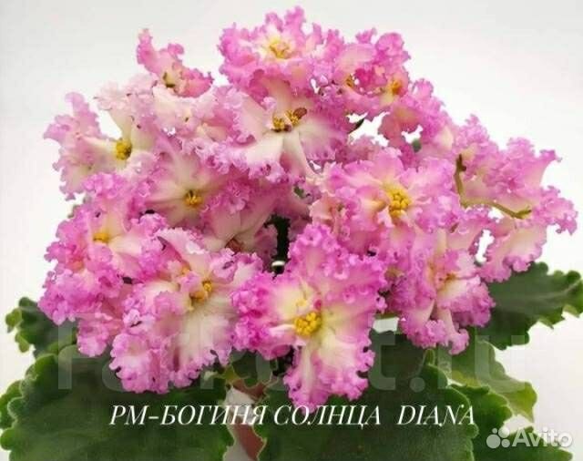 Фиалки продажа